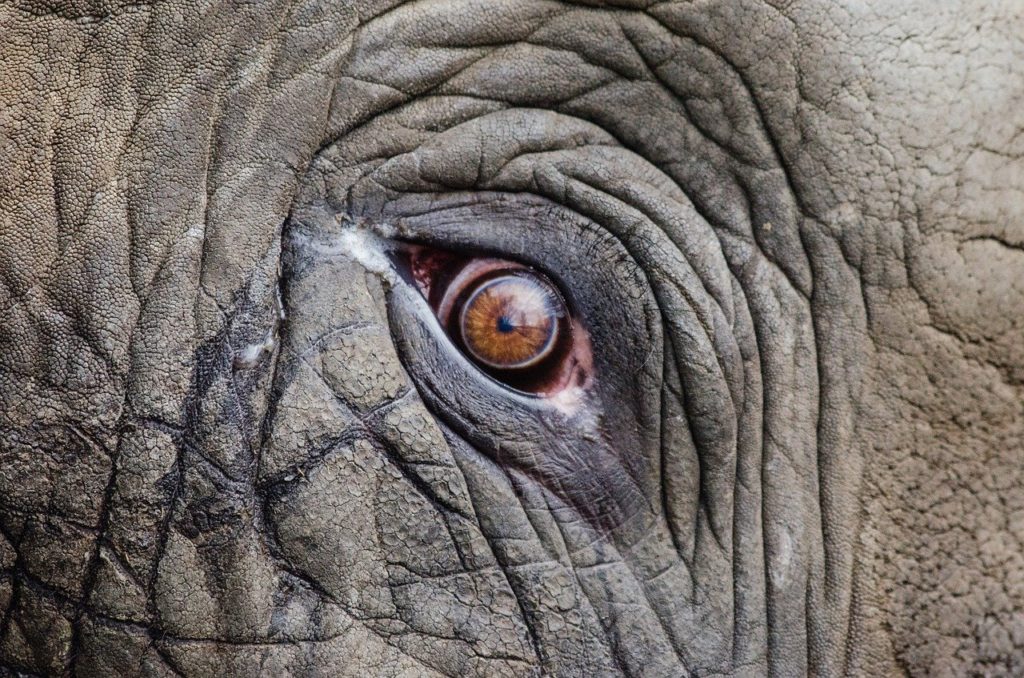 animal, elephant, eye