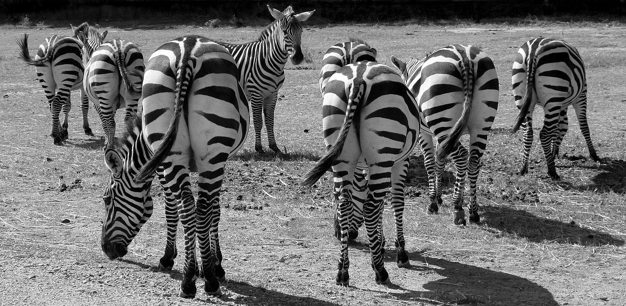 zebras, black and white, stripes