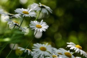 flowers, daisies, white daisies